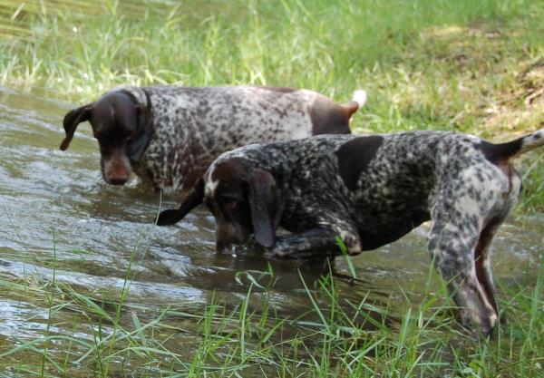 /Images/uploads/Southeast German Shorthaired Pointer Rescue/segspcalendarcontest2018/entries/8717thumb.jpg